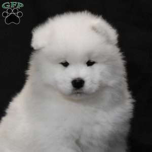 Snowflake, Samoyed Puppy